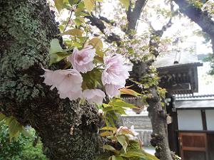 観音桜