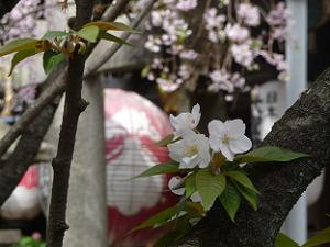 歓喜桜