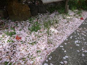 境内に散る桜