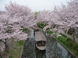 十石舟乗り場の桜