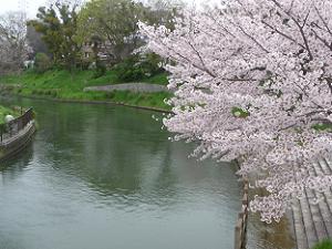 水際の桜