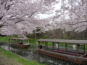 十石舟と桜