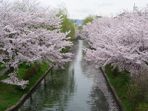 橋の上から見下ろす桜