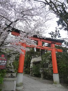 宇治神社の鳥居と桜