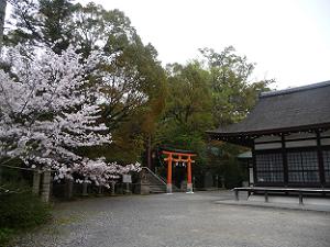 宇治神社の境内の桜