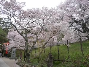 宇治上神社の参道の桜