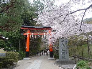 宇治上神社の鳥居と桜