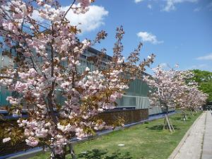 京都水族館近くの普賢象桜