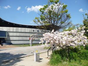 京都水族館と松月桜