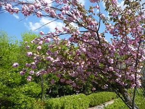 関山桜