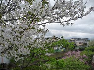 見ごろの大島桜