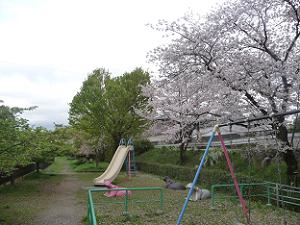 公園のソメイヨシノ