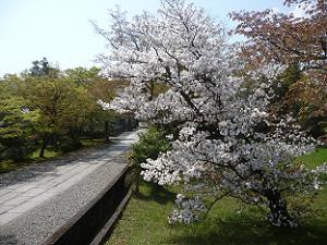 真っ白な桜