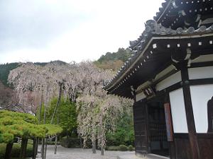 花を散らした桂昌院しだれ桜