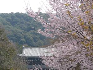 満開の桜と山門
