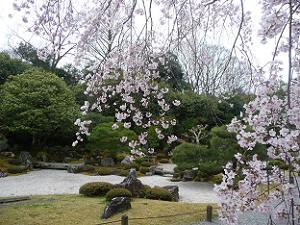 枝垂れ桜と枯山水庭園