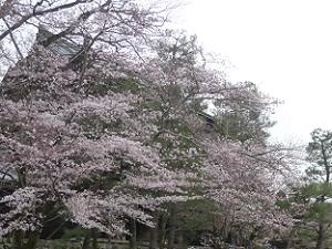 三門付近の桜