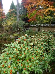 センリョウと紅葉