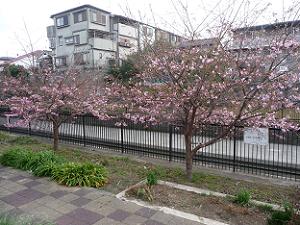 淀水路の咲き始めの河津桜