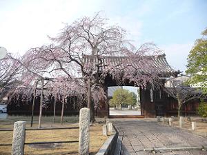 大門と枝垂れ桜