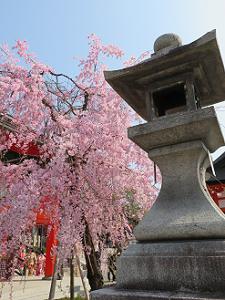 枝垂れ桜と灯籠