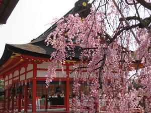 枝垂れ桜と外拝殿