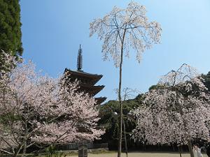 五重塔と満開の桜