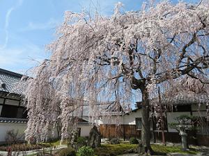 青空と枝垂れ桜