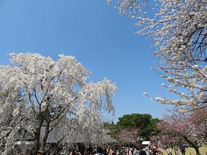 青空と満開の桜