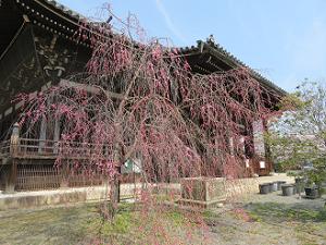 咲き始めの八重紅枝垂れ桜