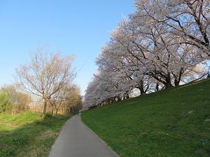 青空と桜並木