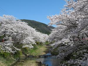 桜と川と山