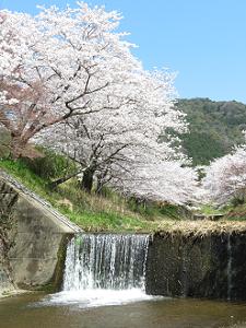 滝と桜