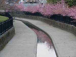 水路に映る河津桜