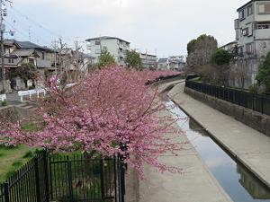 淀水路の河津桜が見ごろ間近 18年 京都観光旅行のあれこれ