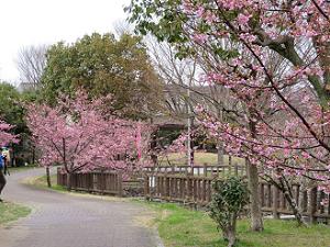 公園の河津桜