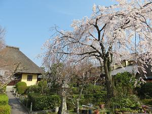 枝垂れ桜と本堂