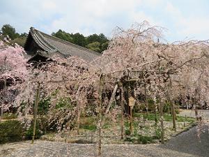 枝垂れ桜