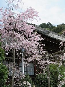 宸殿と八重紅枝垂れ桜