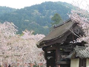 勅使門と桜