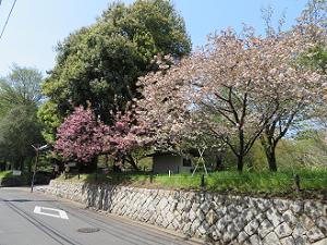石垣の上の桜
