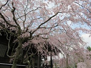 見上げる枝垂れ桜