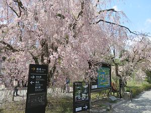 休憩所付近の八重紅枝垂れ桜