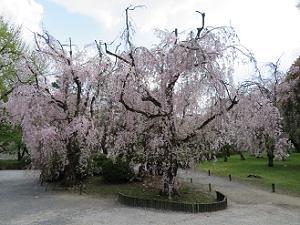 満開の八重紅枝垂れ桜