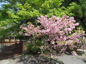 八重桜と新緑