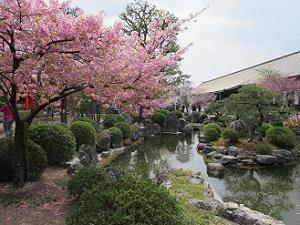 河津桜と池