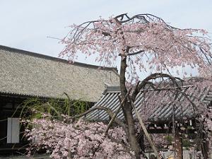 枝垂れ桜と三十三間堂