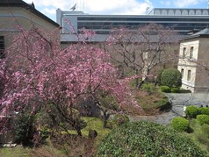 旧本館から見る紅一重枝垂れ桜