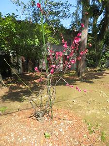 地面に植えられた紅梅