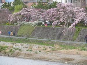 鴨川沿いの枝垂れ桜